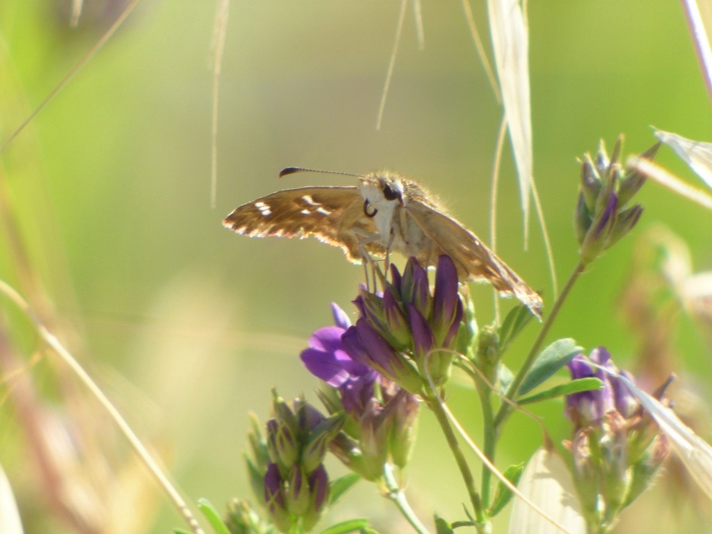 Carcharodus alceae?